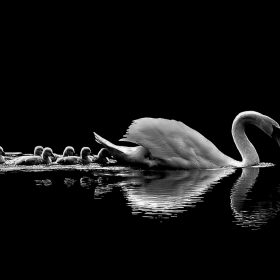  Alan Barker - Swan Lake